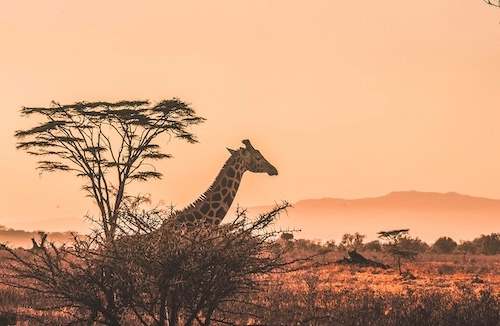 Kenya eTA